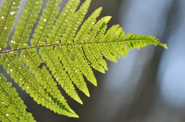 Fern - leaf — Stock Photo, Image