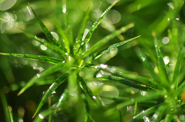 stock image Green moss