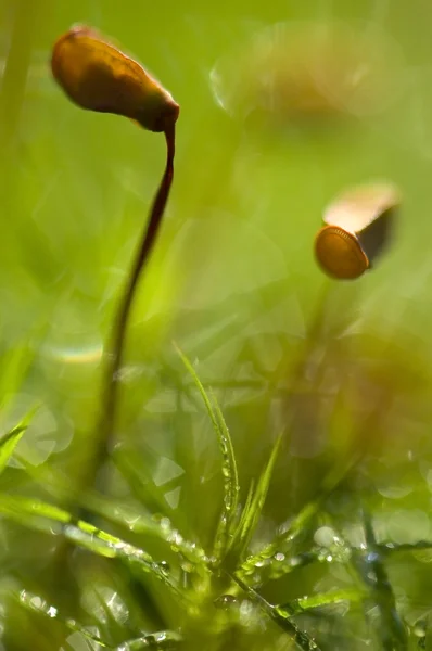 stock image Green moss