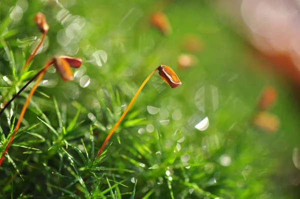 stock image Green moss