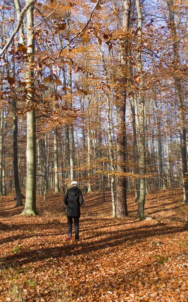 Lány séta az erdőben — Stock Fotó