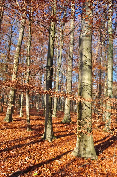 Forêt d'automne — Photo