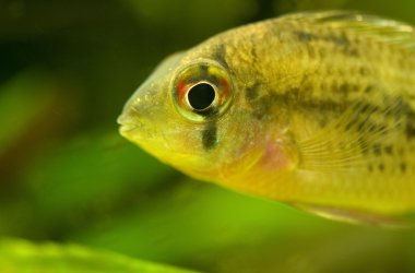 Microgeophagus altispinosus