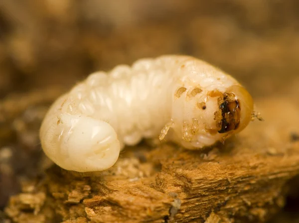 Grub - larva — Fotografia de Stock