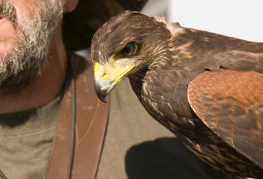 Falconer ve Şahin