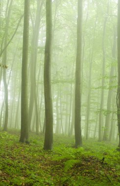 Beech forest in the summer after the storm clipart