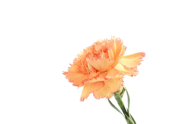白い背景で隔離されたオレンジ色の花 — ストック写真