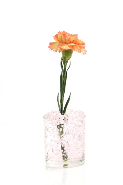 白い背景で隔離されたオレンジ色の花 — ストック写真
