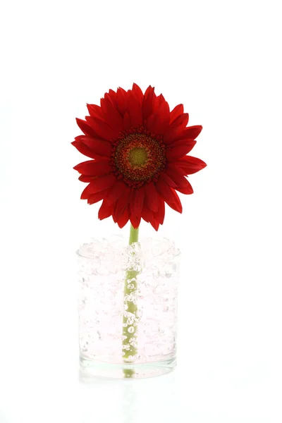 Rote Blume isoliert auf weißem Hintergrund — Stockfoto