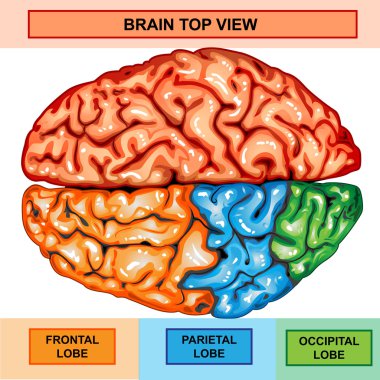 insan beyni Üstten Görünüm