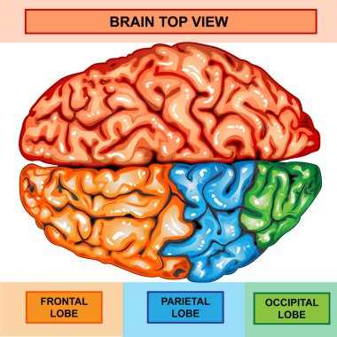 Human brain top view clipart