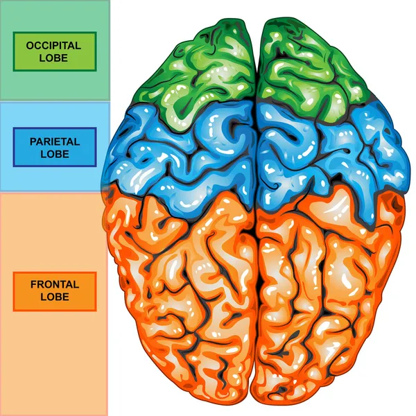 Human brain top view — Stock Photo, Image