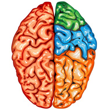 Human brain top view clipart