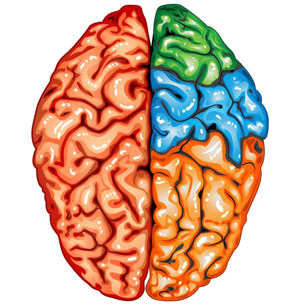 Menschliches Gehirn von oben — Stockvektor