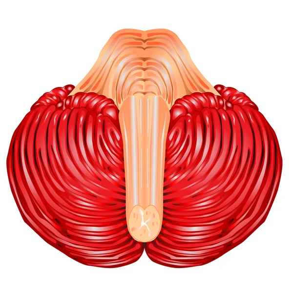 Cerebellum en medulla oblongata — Stockvector