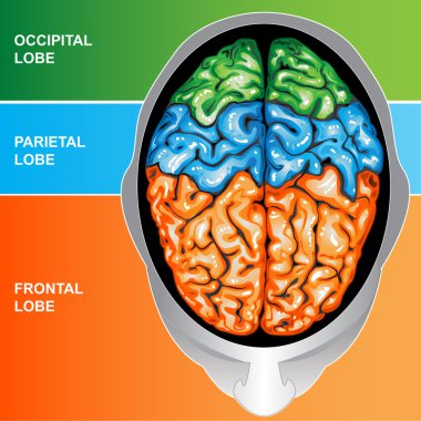 Human brain view top clipart