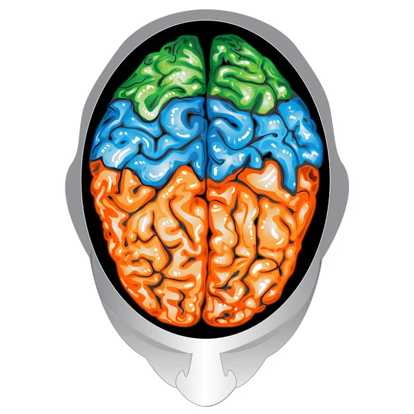 Vista superior del cerebro humano — Archivo Imágenes Vectoriales