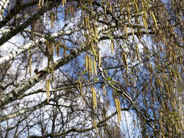 Birch branches. Background clipart