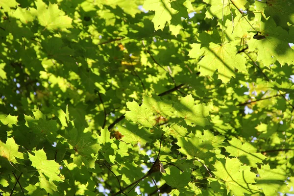 Maple leaves. Background — Stock Photo, Image