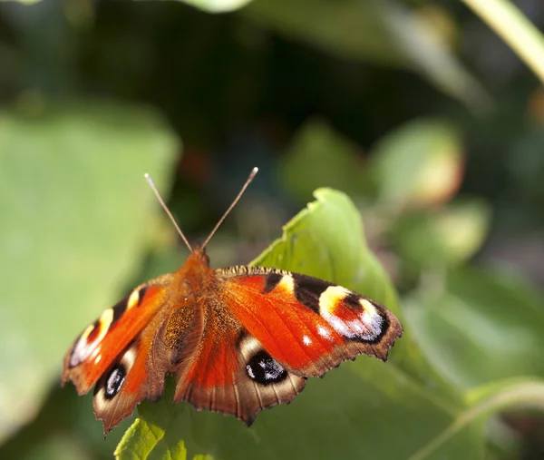 Закрыть красную бабочку (павлиньи глаза), сидящую на зеленом листе — стоковое фото