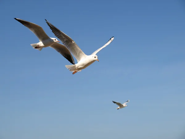 Sea gulls flying — Stock Photo, Image