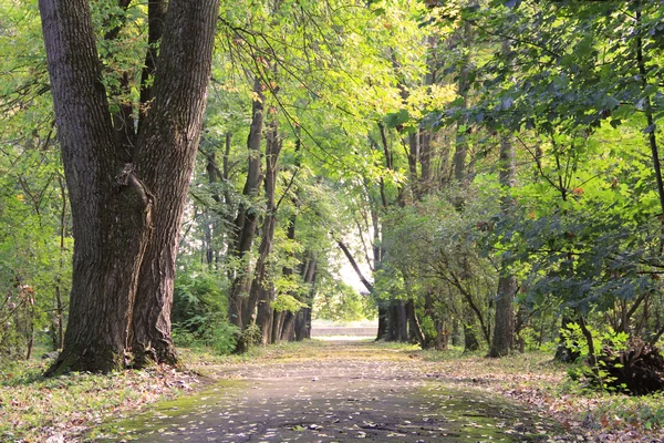 stock image Autumn park