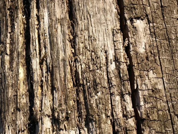 stock image Wood texture