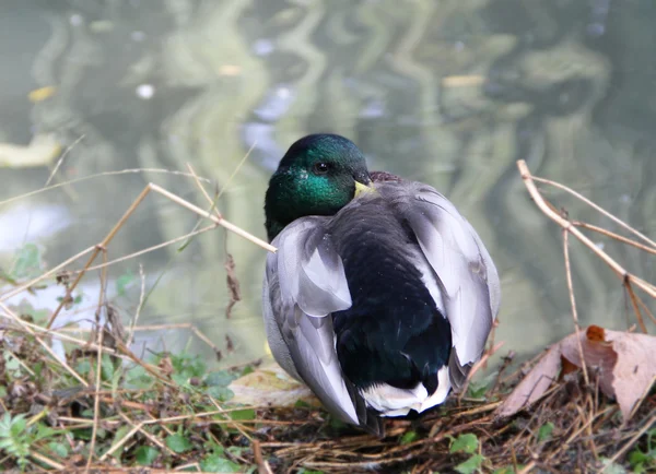 Kachna v rybníku — Stock fotografie