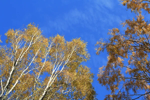 Crown of autumn trees — Stock Photo, Image