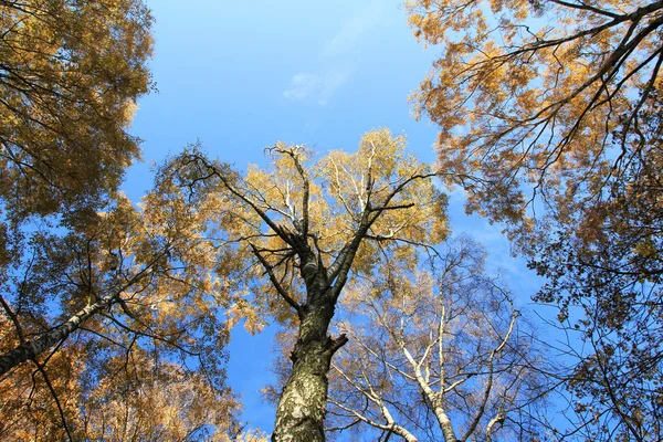 Crown of autumn trees — Stock Photo, Image