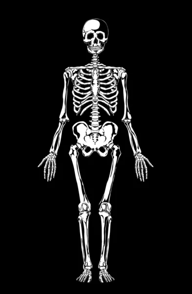 Skelett. människans anatomi. — Stock vektor