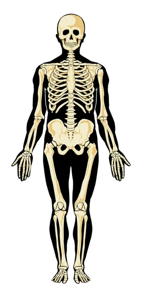 Anatomia umana. Scheletro — Vettoriale Stock