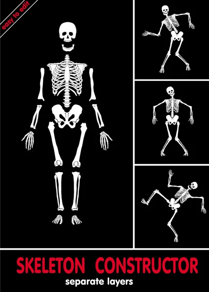 Constructor de esqueleto — Archivo Imágenes Vectoriales