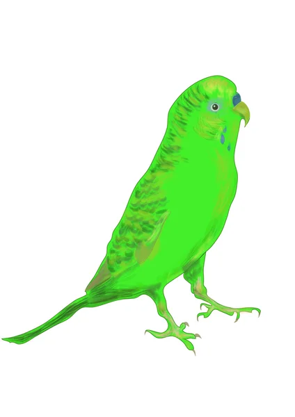 Ilustração do vetor de papagaio — Vetor de Stock