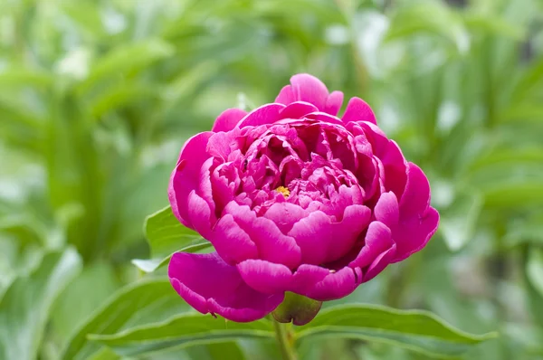 stock image The peony