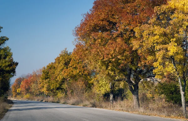 Cesta přes barevné podzimní stromy v podzimním čase — Stock fotografie