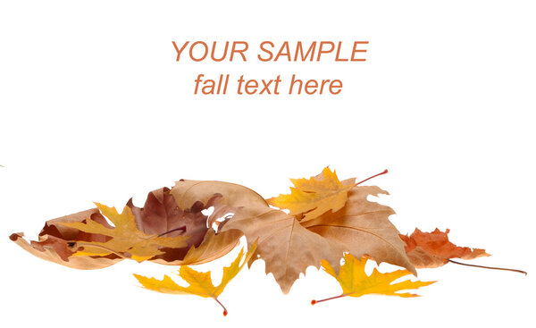 Осенний кленовый лист выделен на белом фоне