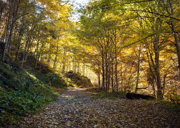 Path leading through the autumn forest — Stock Photo, Image