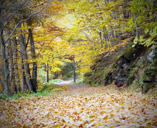Sentiero che attraversa la foresta autunnale — Foto Stock