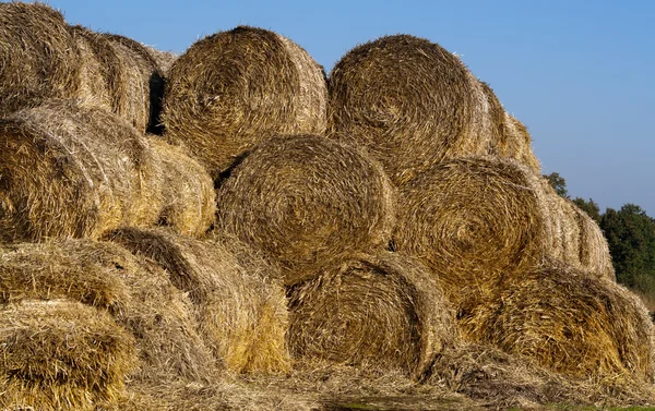 Birçok saman rulo — Stok fotoğraf