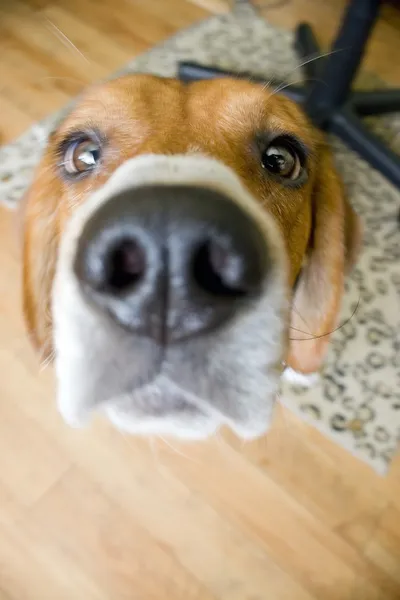Nieuwsgierig beagle — Stockfoto
