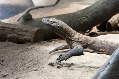 sürüngen Komodo Ejderi