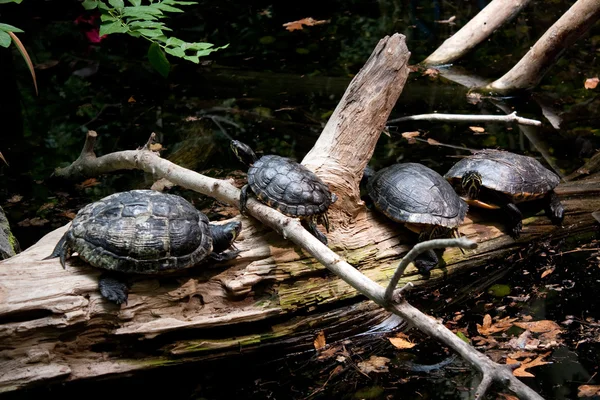 Quattro tartarughe appoggiate su un tronco — Foto Stock