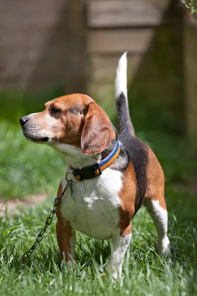 Beagle Watch Dog — Stock Photo, Image
