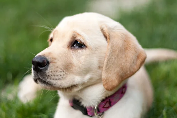 Lindo cachorro de oro labrador en la hierba — Foto de Stock