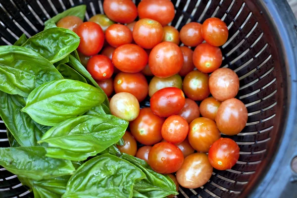 Tomates de uva madurados en vid y albahaca italiana —  Fotos de Stock