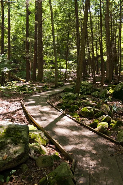 Leśne ścieżki spacerowej — Zdjęcie stockowe