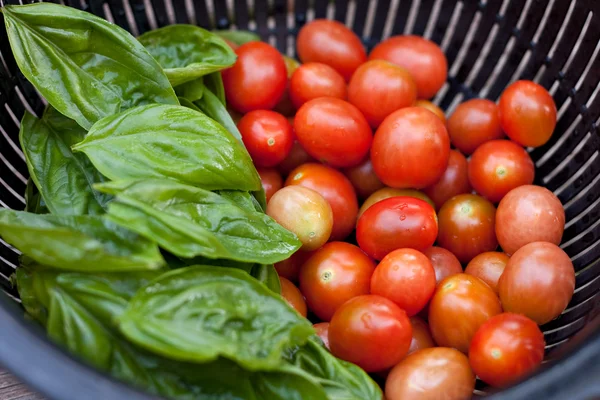 Vers geplukt grape tomaten en groene basilicum — Stockfoto