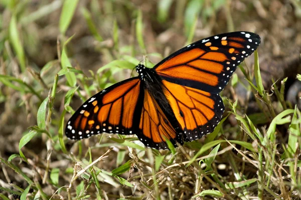 stock image Monarch Butterfly