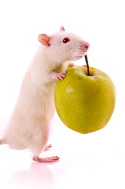 beyaz fare ve üzerinde beyaz izole elma